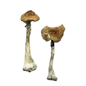 Buy A+ Mushrooms Online