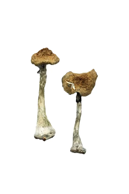 Buy A+ Mushrooms Online