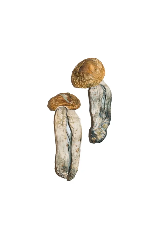 Psilocybe Cubensis Mexicana