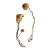 Buy Syzygy Mushrooms Online