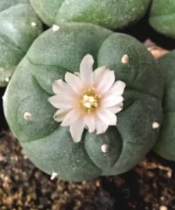 Buy Peyote Online