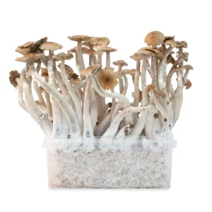 Mckennaii Mushrooms
